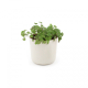 Kit de plantation pot bambou personnalisable