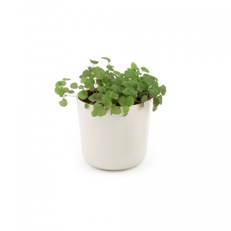 Kit de plantation pot bambou personnalisable