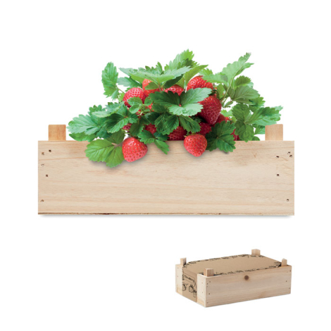 Kit de culture de fraises caissette personnalisée STRAWBERRY
