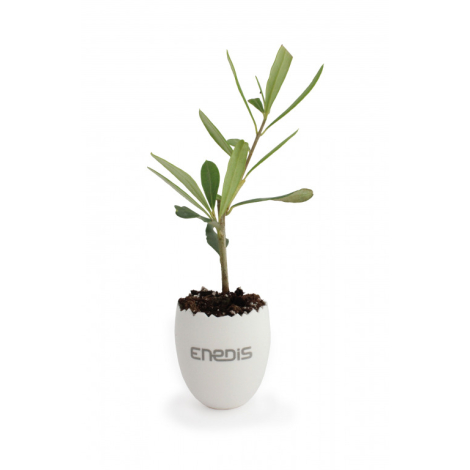 Mini plant d'arbre personnalisable dans son pot oeuf