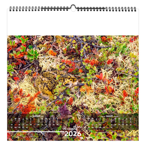 Calendrier illustré publicitaire - Invisible
