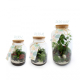 Terrarium tropical personnalisable - 3 formats