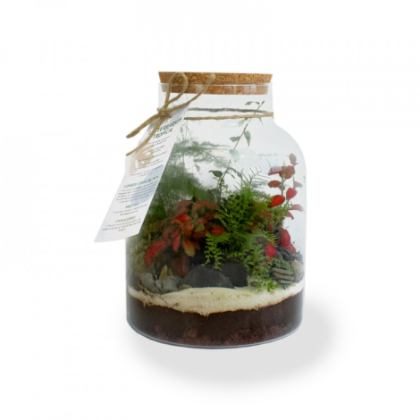 Terrarium tropical personnalisable - 3 formats