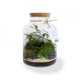 Terrarium tropical personnalisable - 3 formats