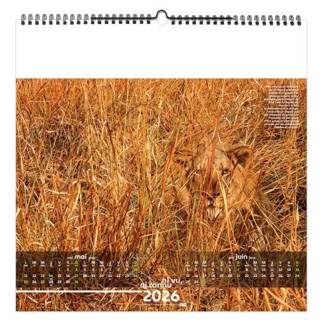 Calendrier illustré publicitaire - Invisible
