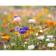 Papier A4 publicitaire graines de fleurs