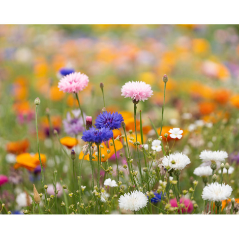 Papier A4 publicitaire graines de fleurs
