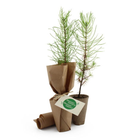 Plant d'arbre personnalisable 100 % écolo