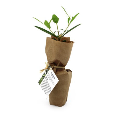 Mini plant d'arbre fibre de bois personnalisable