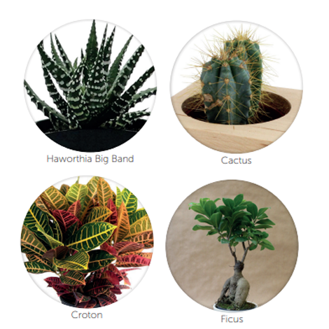 Plante en pot zinc publicitaire aimanté