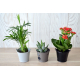 Plante en pot zinc publicitaire aimanté