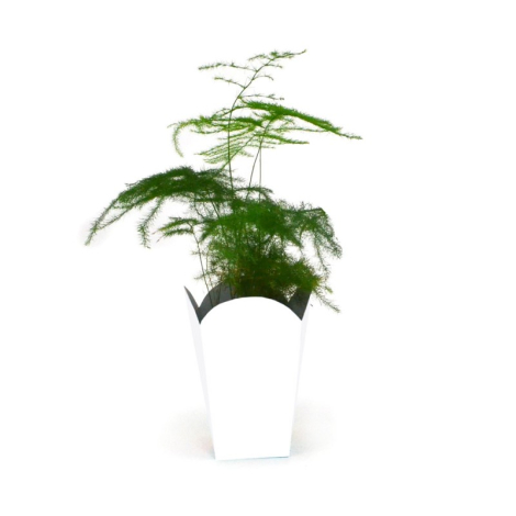 Plante verte dans un contenant cartonné blanc en forme de boîte à popcorn, sans personnalisation visible.