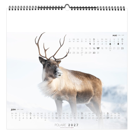 Calendrier illustré publicitaire - Polaire
