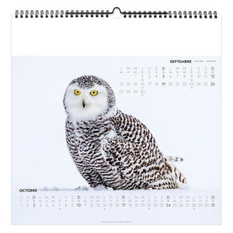 Calendrier illustré publicitaire - Polaire