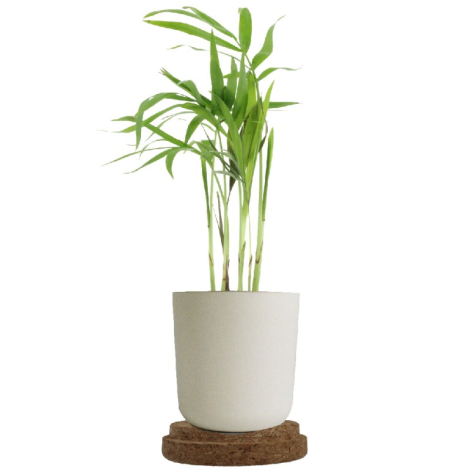 Plante dépolluante en pot personnalisable
