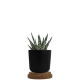 Plante dépolluante en pot personnalisable
