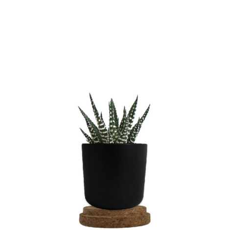 Plante dépolluante en pot personnalisable