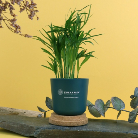 Plante dépolluante en pot personnalisable