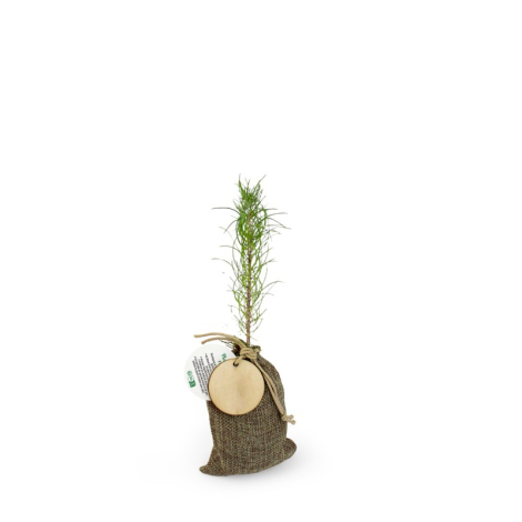 Plant d'arbre en pochon personnalisé