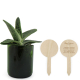 Plante personnalisable en pot verre