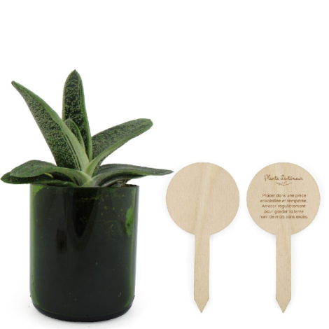Plante personnalisable en pot verre