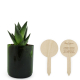 Plante personnalisable en pot verre