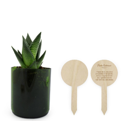 Plante personnalisable en pot verre