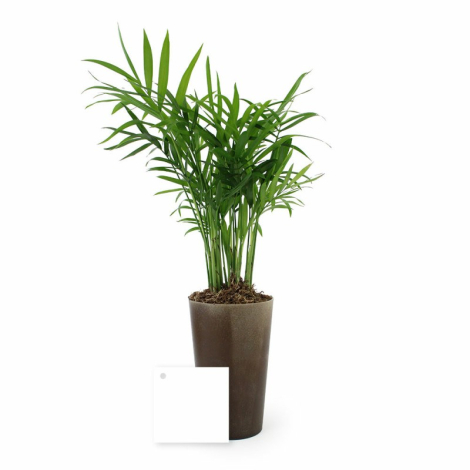 Plante publicitaire - Grand Gob'Lin