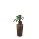 Plante publicitaire - Grand Gob'Lin