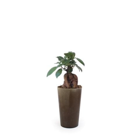 Plante publicitaire - Grand Gob'Lin