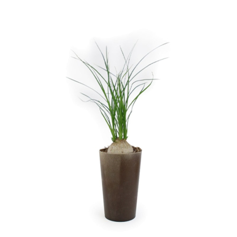 Plante publicitaire - Grand Gob'Lin
