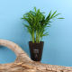 Plante à personnaliser - Gob'Lin