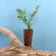 Mini plant d'arbre fibre de bois personnalisable