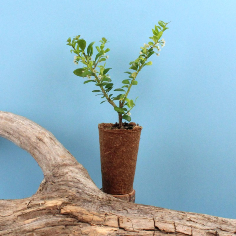 Mini plant d'arbre fibre de bois personnalisable