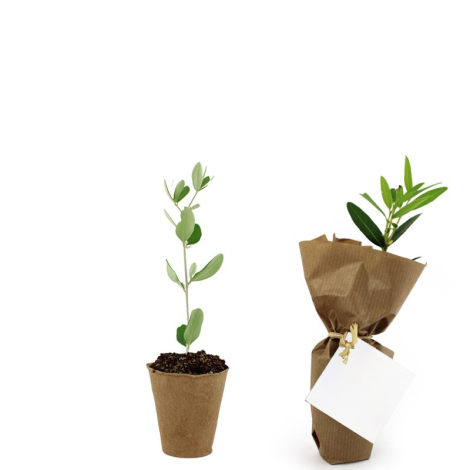 Mini plant d'arbre fibre de bois personnalisable