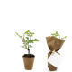 Mini plant d'arbre fibre de bois personnalisable