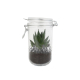 Plante en bocal personnalisable