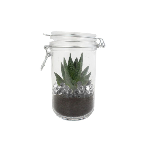 Plante en bocal personnalisable
