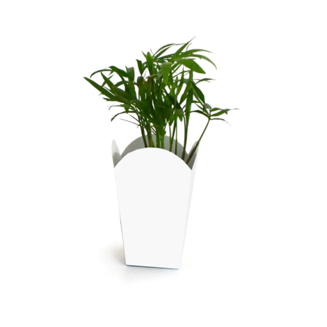 Plante personnalisable en pot popcorn fabriquée en Europe