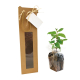 Plant d'arbre dans un sac kraft publicitaire Plant d'arbre dans un sac kraft publicitaire