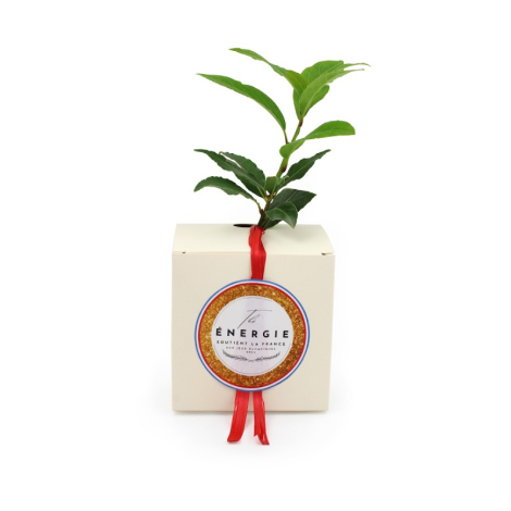 Cube publicitaire avec plant d'arbre