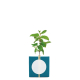 Cube publicitaire avec plant d'arbre Cube publicitaire avec plant d'arbre
