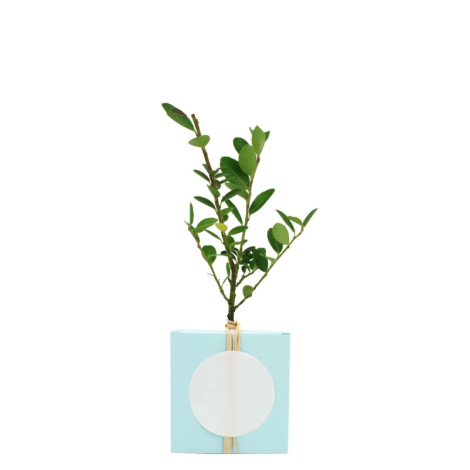 Cube publicitaire avec plant d'arbre