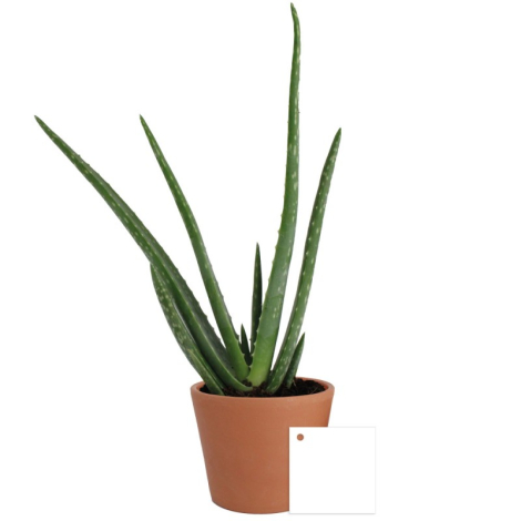 Plant d'Aloé véra dans un pot publicitaire