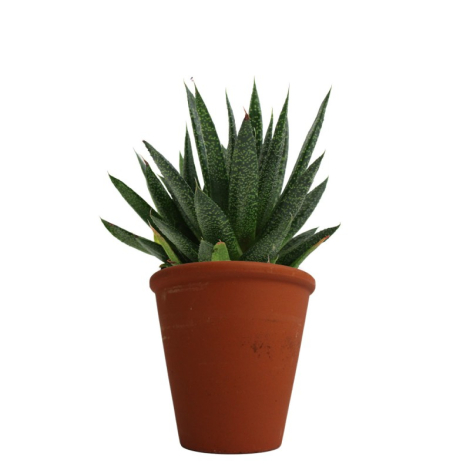 Plante dépolluante en pot terre cuite publicitaire