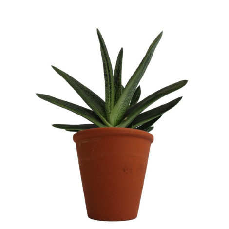 Plante dépolluante en pot terre cuite publicitaire