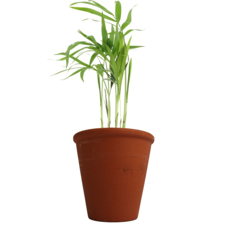 Plante dépolluante en pot terre cuite publicitaire