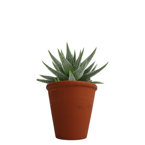 Plante dépolluante en pot terre cuite publicitaire