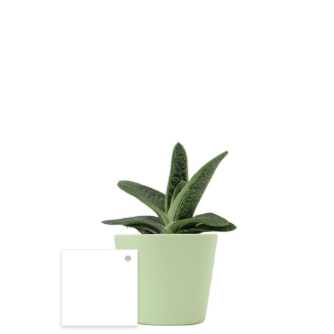 Mini plante dépolluante en pot céramique publicitaire
