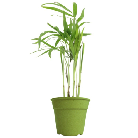 Plante déco en pot écolo publicitaire